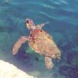 Χελώνα Caretta Caretta στα νερά του λιμανιού της Μεγίστης.